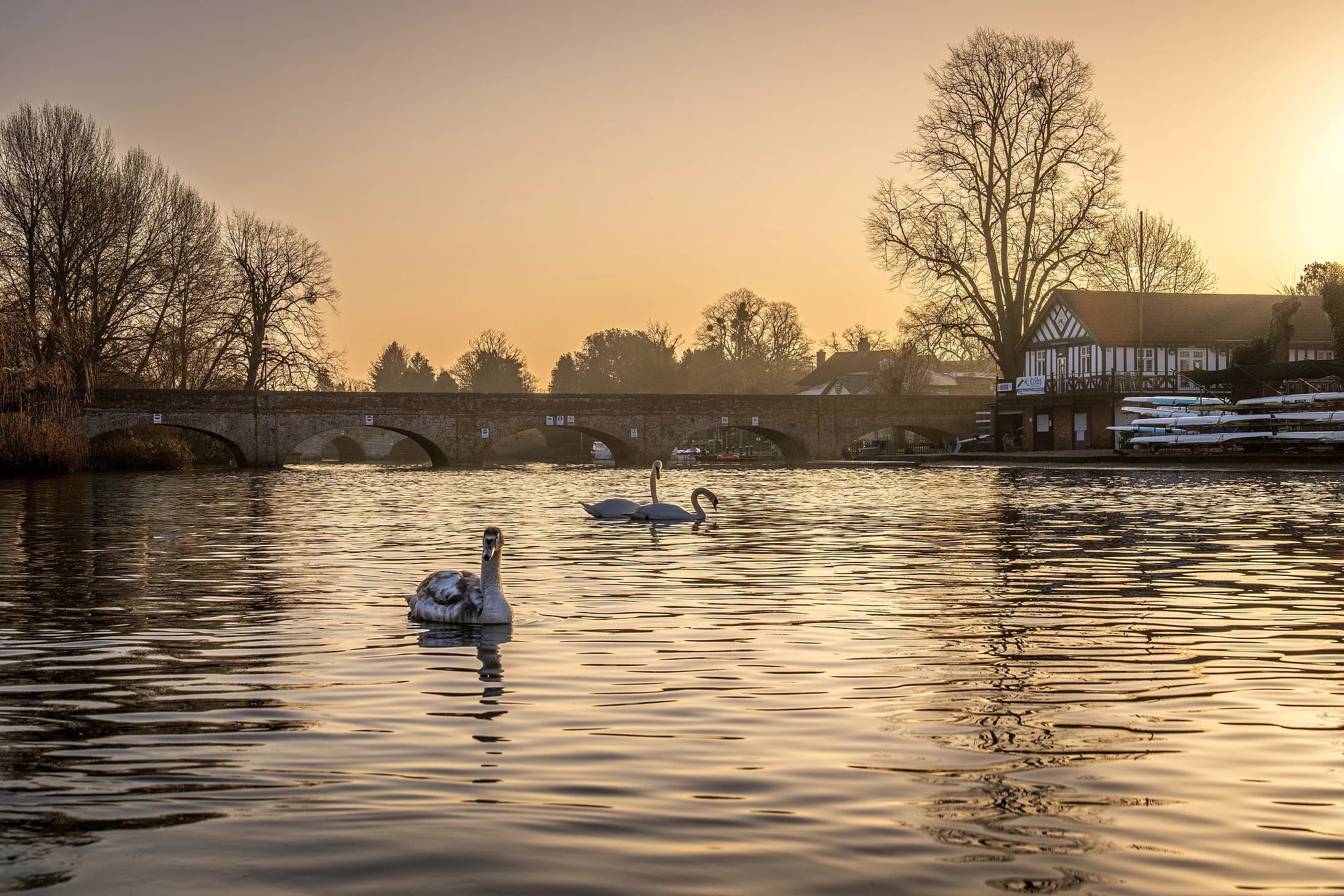 Swans on a still river at dusk, with a stone bridge and boathouse beyond.